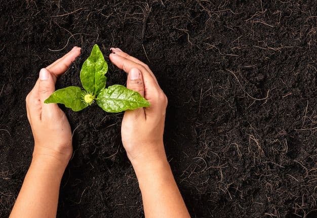 Closing the Loop: How Compostables Power Soil Regeneration
